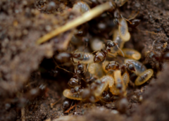 Early Signs of a Termite Infestation You Should Never Ignore